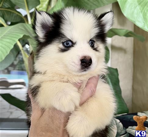 Alaskan Klee Kai puppy for sale